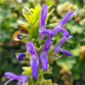 Salvia Atrocyanea